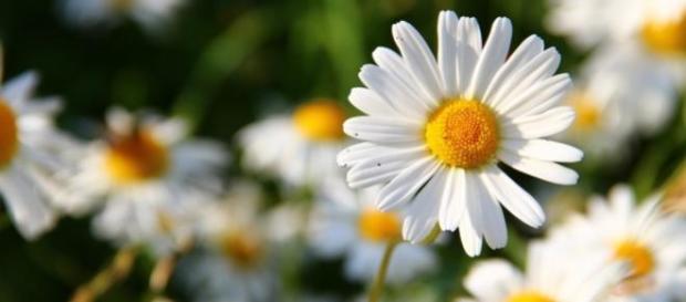 Senar oferece cursos gratuitos de floricultura Senar oferece cursos gratuitos de floricultura