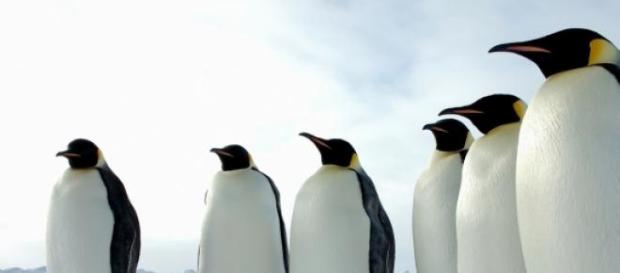 Los pingüinos solo pueden captar dos sabores Los pingüinos solo pueden captar dos sabores