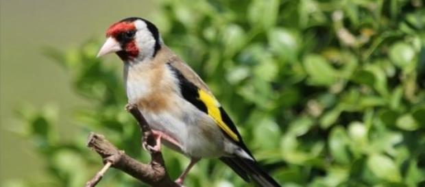 Pintassilgo, uma das aves mais bonitas de Portugal Pintassilgo, uma das aves mais bonitas de Portugal