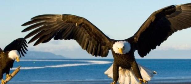 Un aigle à tête blanche ou pygargue Un aigle à tête blanche ou pygargue