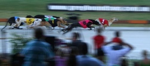 Cruelty allegations rock Aussie greyhound racing