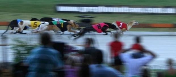 Cruelty allegations rock Aussie greyhound racing Cruelty allegations rock Aussie greyhound racing