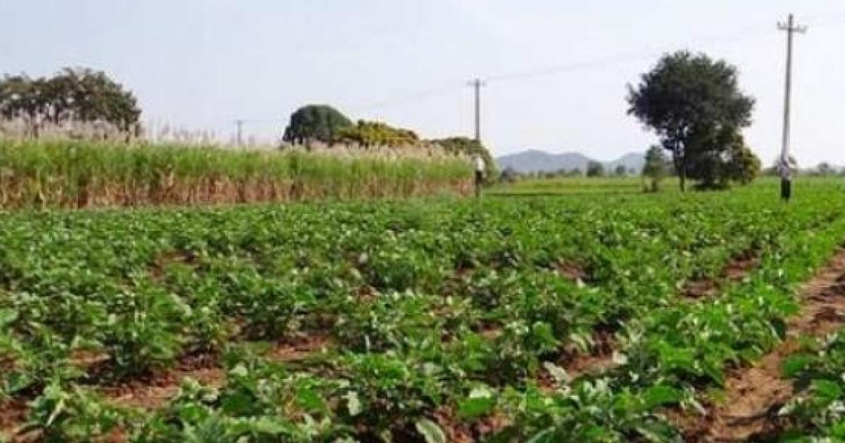 Calcolo IMU 2020 Terreni Agricoli - TuttoIMU