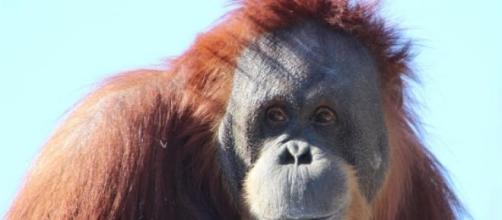 orangotangos fêmeas violentadas por humanos