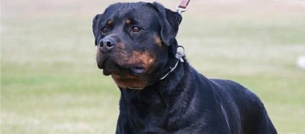 Un rottweiler si-a muscat stapanii Un rottweiler si-a muscat stapanii