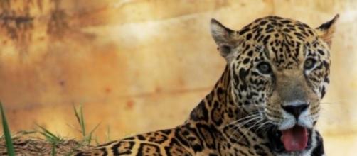 Onça-pintada: Panthera onca