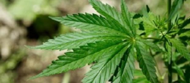 Médicamente demostrado que la marihuana da hambre. Médicamente demostrado que la marihuana da hambre.