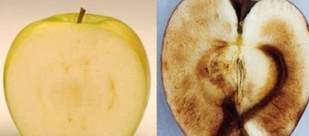 El proceso de pardeamiento de la manzana El proceso de pardeamiento de la manzana