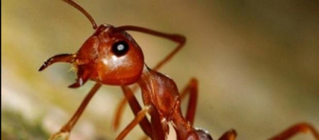 Es la especie de hormiga más difundida en el orbe Es la especie de hormiga más difundida en el orbe