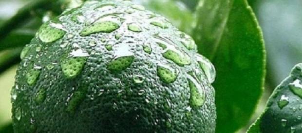 Descubre los beneficios de beber agua con limón Descubre los beneficios de beber agua con limón