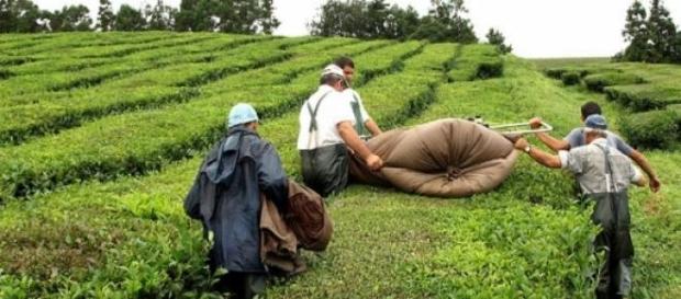 Fábrica da Gorreana possui 32 hectares. Fábrica da Gorreana possui 32 hectares.