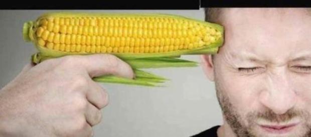 Milho transgénico conspurca a terra e alimentação Milho transgénico conspurca a terra e alimentação