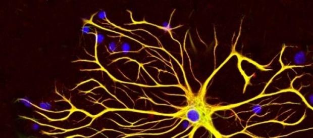 El cerebro es un dispositivo electromagnético El cerebro es un dispositivo electromagnético