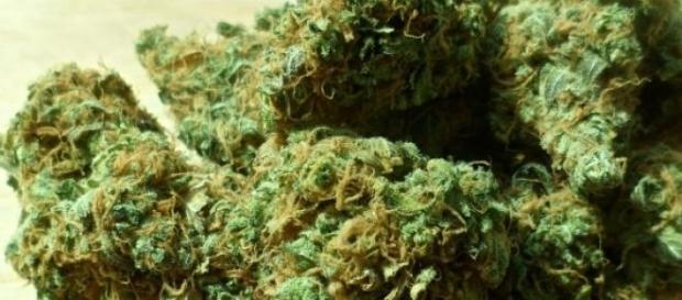 CBD may have a wide range of medical uses CBD may have a wide range of medical uses