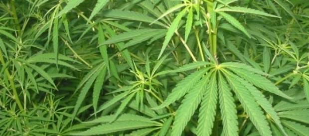 Legalizan la droga de la marihuana Legalizan la droga de la marihuana