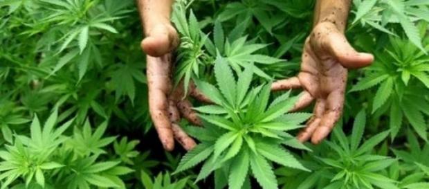 El cannabis es venerada por los rastafaris El cannabis es venerada por los rastafaris