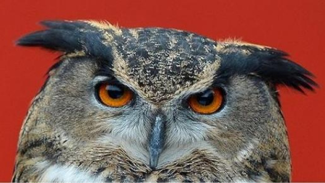 Immagine del gufo reale europeo