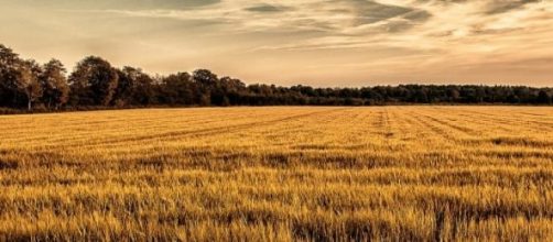 Richiesta rimborso IMU terreni agricoli