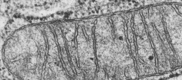 Les mitochondries défectueuses sont remplacées. Les mitochondries défectueuses sont remplacées.
