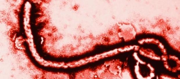 Un vaccin contre l'Ebola est distribué au Libéria. Un vaccin contre l'Ebola est distribué au Libéria.
