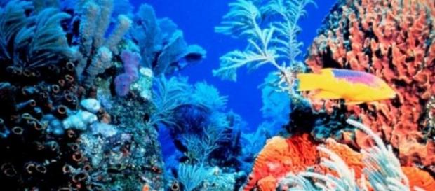 Cercetatorii Americani propun modificarea genetica Cercetatorii Americani propun modificarea genetica