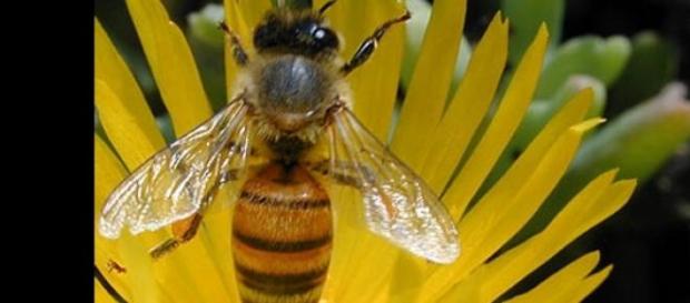 Las abejas son capaces de distinguir colores Las abejas son capaces de distinguir colores
