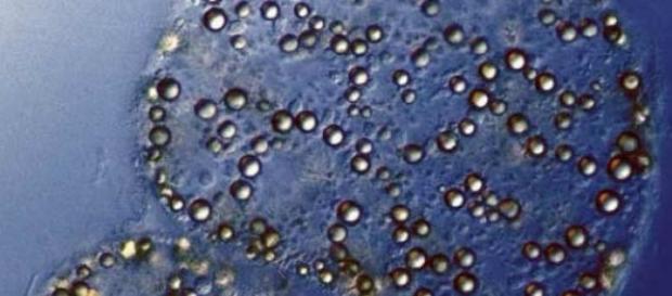 Se trata de la bacteria del azufre Se trata de la bacteria del azufre