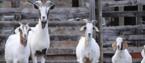 'Goats For Votes' was held at the UEA today