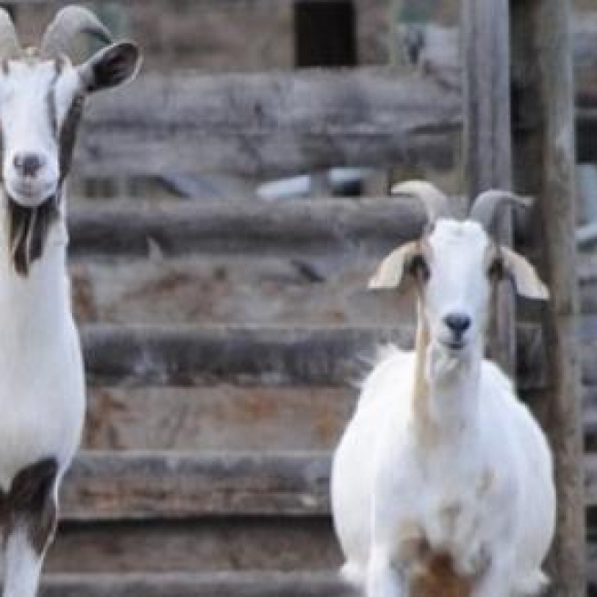 'Goats For Votes' was held at the UEA today