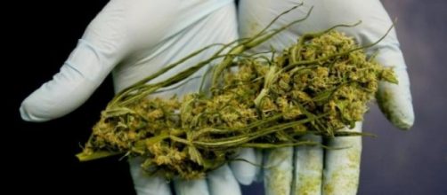 Cannabis terapeutica: in arrivo entro l'anno 2015