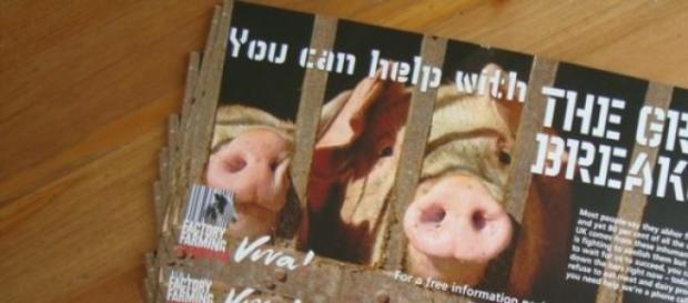 Boycott Halal meat - promote animal welfare Boycott Halal meat - promote animal welfare