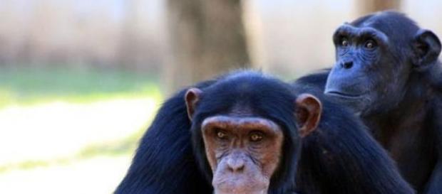 Chimpancés y humanos son muy parecidos Chimpancés y humanos son muy parecidos