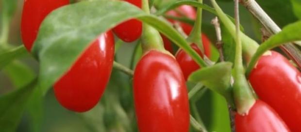Goji se cultiva si in Romania Goji se cultiva si in Romania