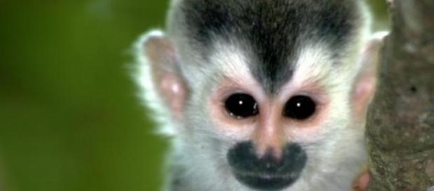 Llegada de los monos a sudamérica es un misterio Llegada de los monos a sudamérica es un misterio