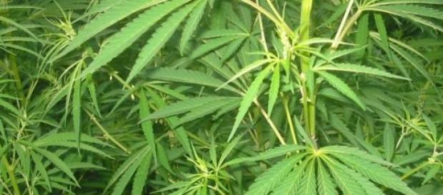 Marihuana, posible uso contra la depresión Marihuana, posible uso contra la depresión
