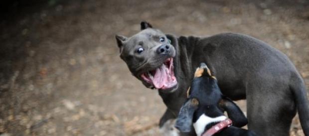 Penas para perros peligrosos Penas para perros peligrosos