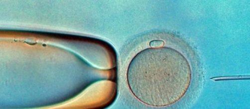 In vitro fertilisation (Flickr)