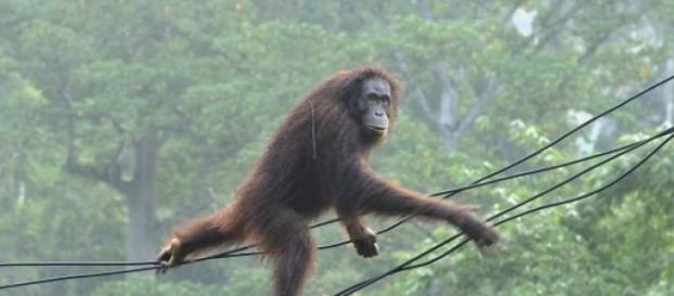 Orangutanes en peligro de extinción Orangutanes en peligro de extinción