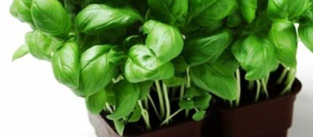 Busuiocul - o planta intalnita la noi in tara Busuiocul - o planta intalnita la noi in tara