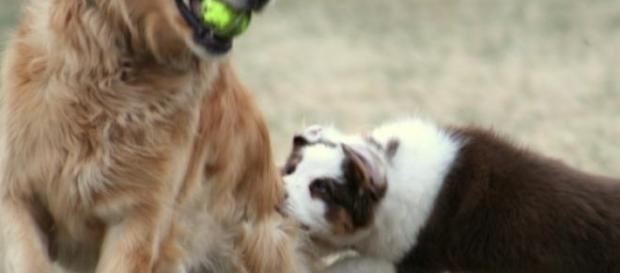 Hotel especializado e pet sitter são alternativas Hotel especializado e pet sitter são alternativas