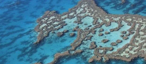 La Grande barrière de corail est en grand danger. La Grande barrière de corail est en grand danger.