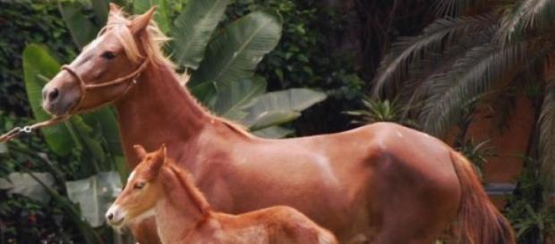 Los caballos: su historia y características Los caballos: su historia y características