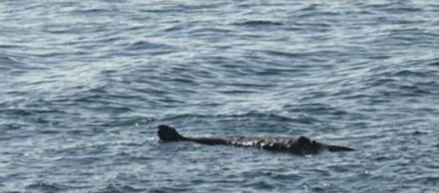 Mostro marino avvistato vicino le coste inglesi? Mostro marino avvistato vicino le coste inglesi?