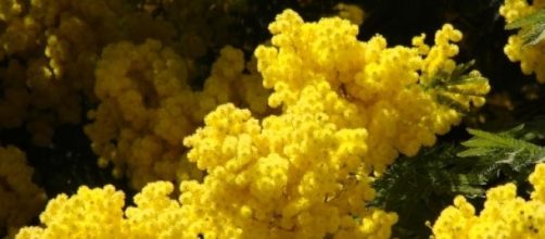 Riusciranno a fiorire le mimose per l'8 marzo?