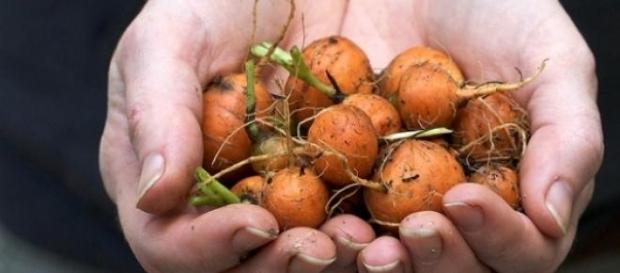 Cenouras parisienses de produção caseira Cenouras parisienses de produção caseira