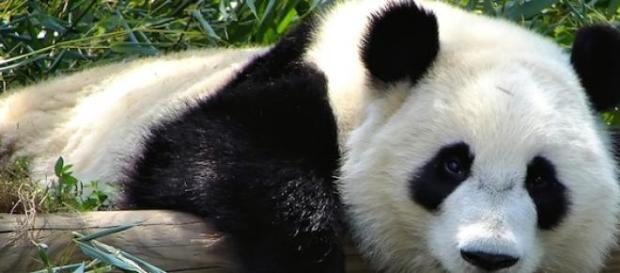 La Chine compte de plus en plus de pandas géants. La Chine compte de plus en plus de pandas géants.