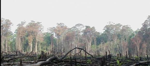 Son cifras alarmantes para la ecología mundial Son cifras alarmantes para la ecología mundial