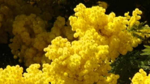 Riusciranno a fiorire le mimose per l'8 marzo?
