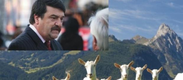 Caprele ii poarta ghinion lui Toni Grebla Caprele ii poarta ghinion lui Toni Grebla
