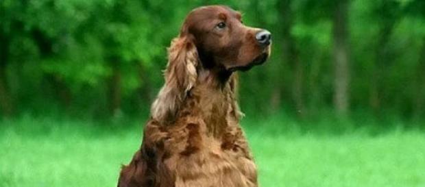 Jagger, perro envenenado. Jagger, perro envenenado.